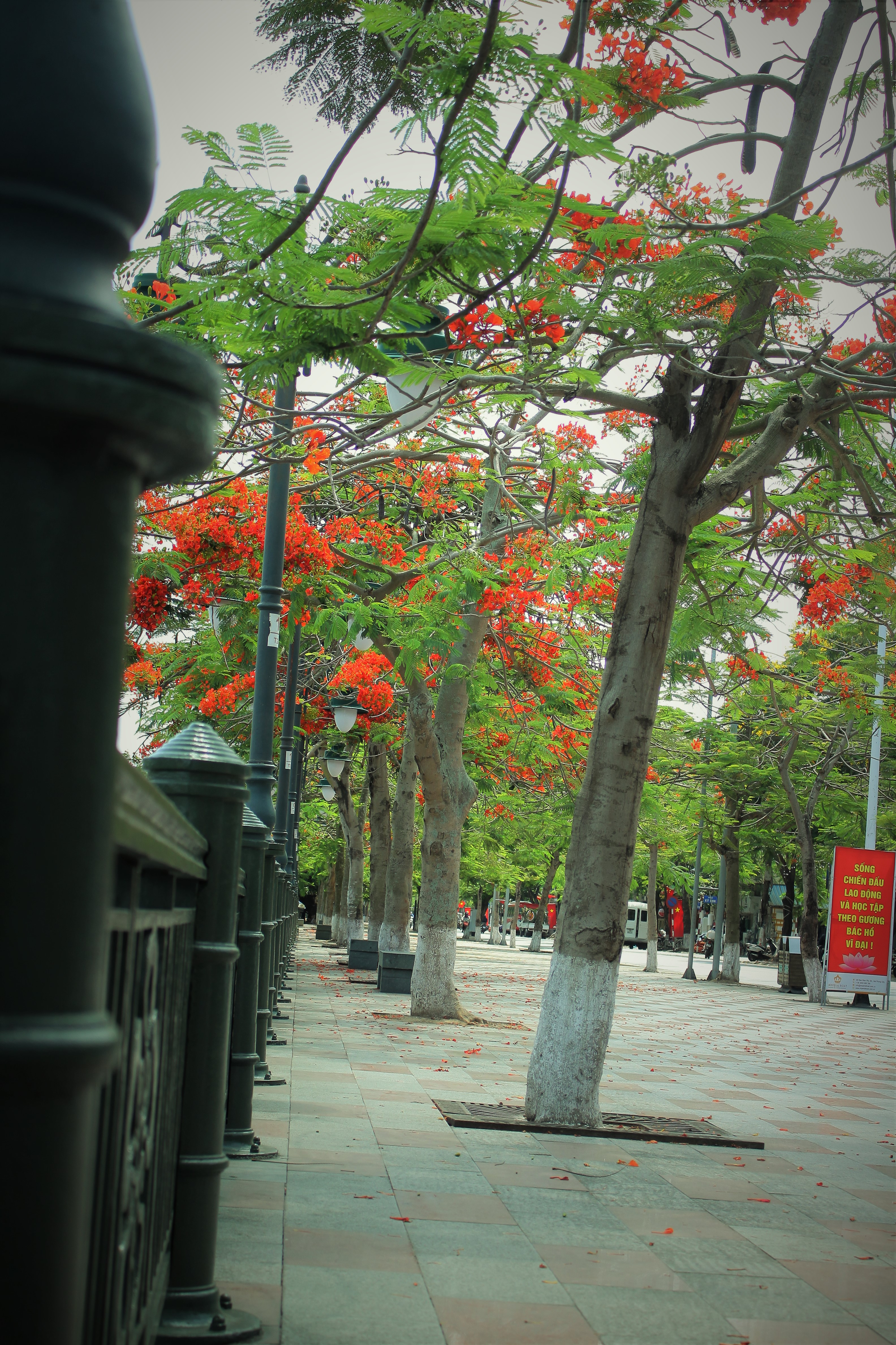 Người dân thành phố hoa phượng đỏ ủng hộ lựa chọn giải pháp bảo đảm an toàn nhưng không “lạm sát” cây xanh - Ảnh 16.