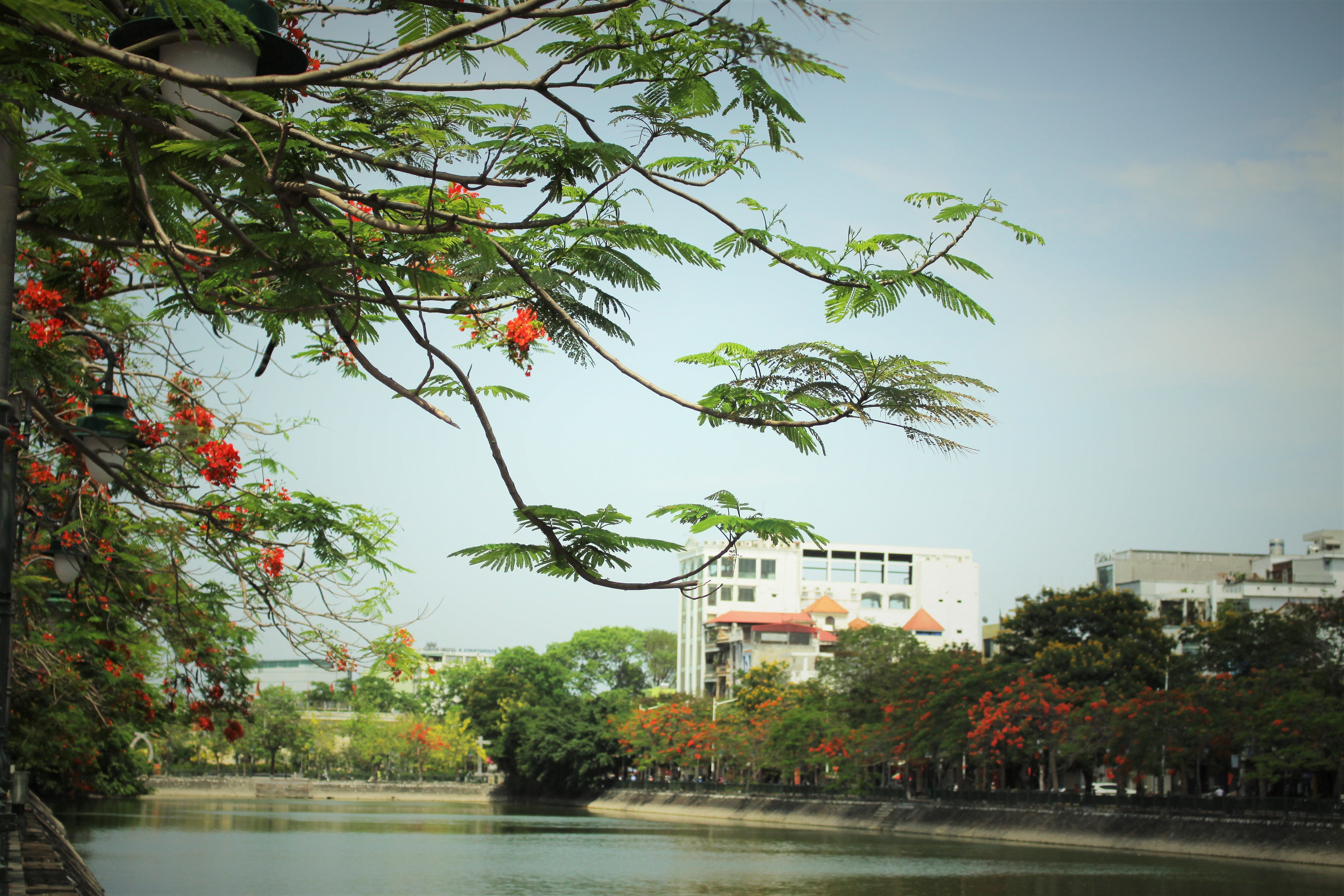 Người dân thành phố hoa phượng đỏ ủng hộ lựa chọn giải pháp bảo đảm an toàn nhưng không “lạm sát” cây xanh - Ảnh 15.