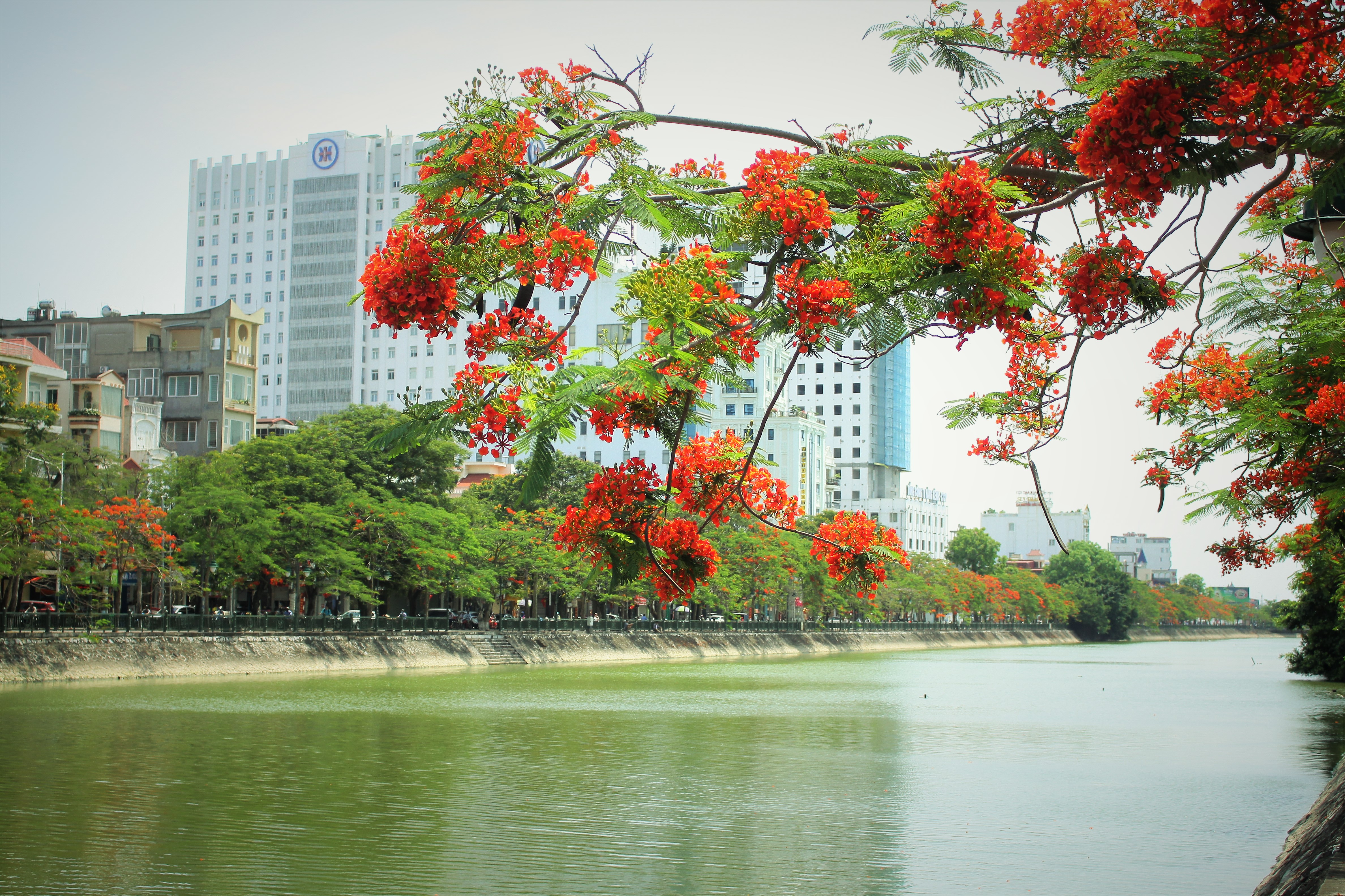 Người dân thành phố hoa phượng đỏ ủng hộ lựa chọn giải pháp bảo đảm an toàn nhưng không “lạm sát” cây xanh - Ảnh 12.