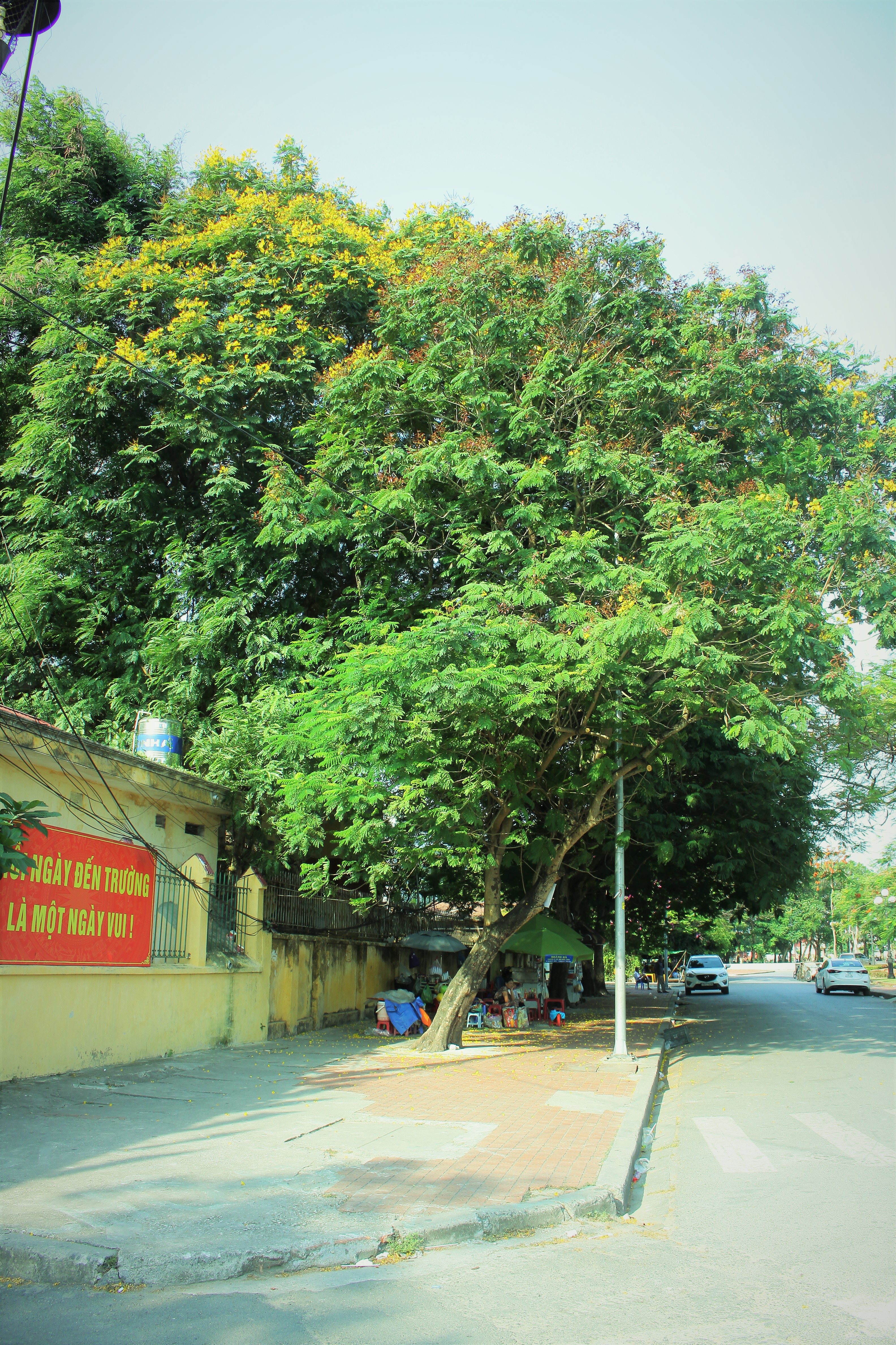 Người dân thành phố hoa phượng đỏ ủng hộ lựa chọn giải pháp bảo đảm an toàn nhưng không “lạm sát” cây xanh - Ảnh 6.