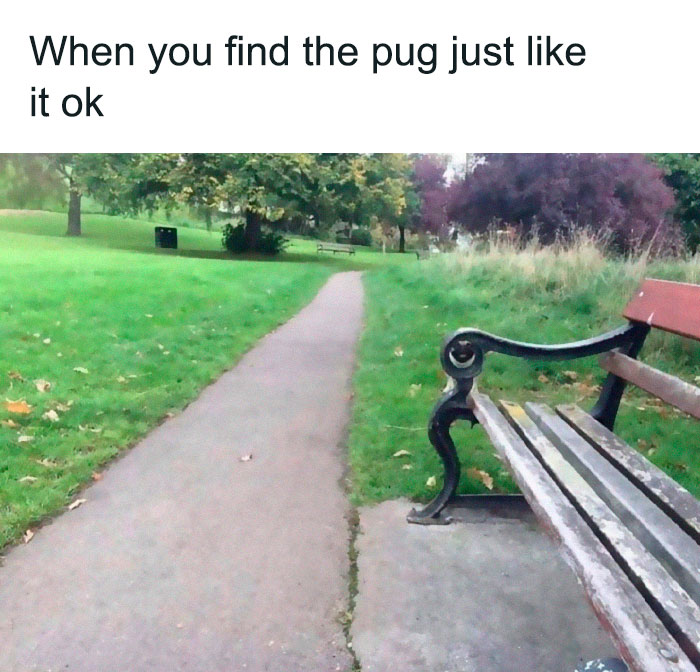 Giải trí nhanh với 12 chú chó cực buồn cười - Ảnh 13. Giải trí nhanh với 12 chú chó cực buồn cười - Ảnh 13.