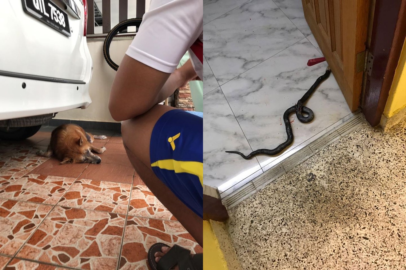 Bạn yêu thích chó và muốn nuôi một con rắn độc làm bạn cho chúng? Hãy xem hình ảnh này để khám phá những điều thú vị trong việc nuôi rắn độc và chó cưng.