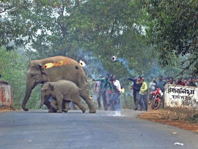 Thêm hình ảnh gây phẫn nộ tột cùng: Mẹ con nhà voi vào làng xin ăn, bị dân ném cầu lửa và đá xua đuổi không thương tiếc - Ảnh 2.