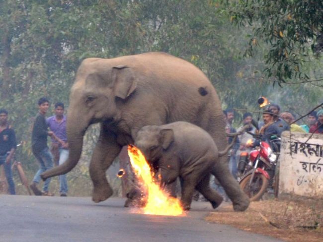 Thêm hình ảnh gây phẫn nộ tột cùng: Mẹ con nhà voi vào làng xin ăn, bị dân ném cầu lửa và đá xua đuổi không thương tiếc - Ảnh 1.