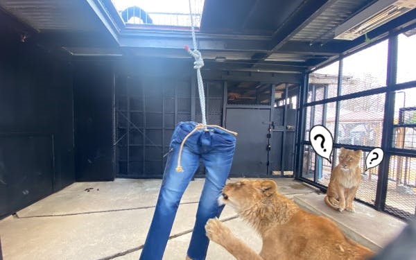 Gặp khó mùa dịch, vườn thú Nhật chuyển hướng bán quần jeans sư tử cào, khuyên tai lông vẹt và nhiều thứ khác nữa - Ảnh 1.