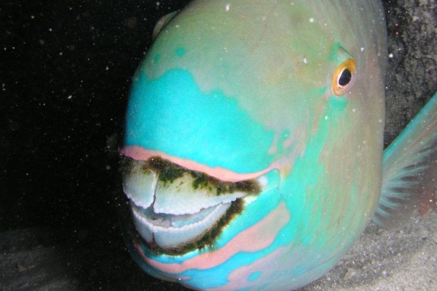 Cư dân mạng đang kêu gọi ngừng ăn những con cá xanh đẹp long lanh này để bảo vệ rạn san hô dưới biển, rốt cuộc loài vật này có vũ khí gì mà lợi hại đến vậy? - Ảnh 2. Cư dân mạng đang kêu gọi ngừng ăn những con cá xanh đẹp long lanh này để bảo vệ rạn san hô dưới biển, rốt cuộc loài vật này có vũ khí gì mà lợi hại đến vậy? - Ảnh 2.