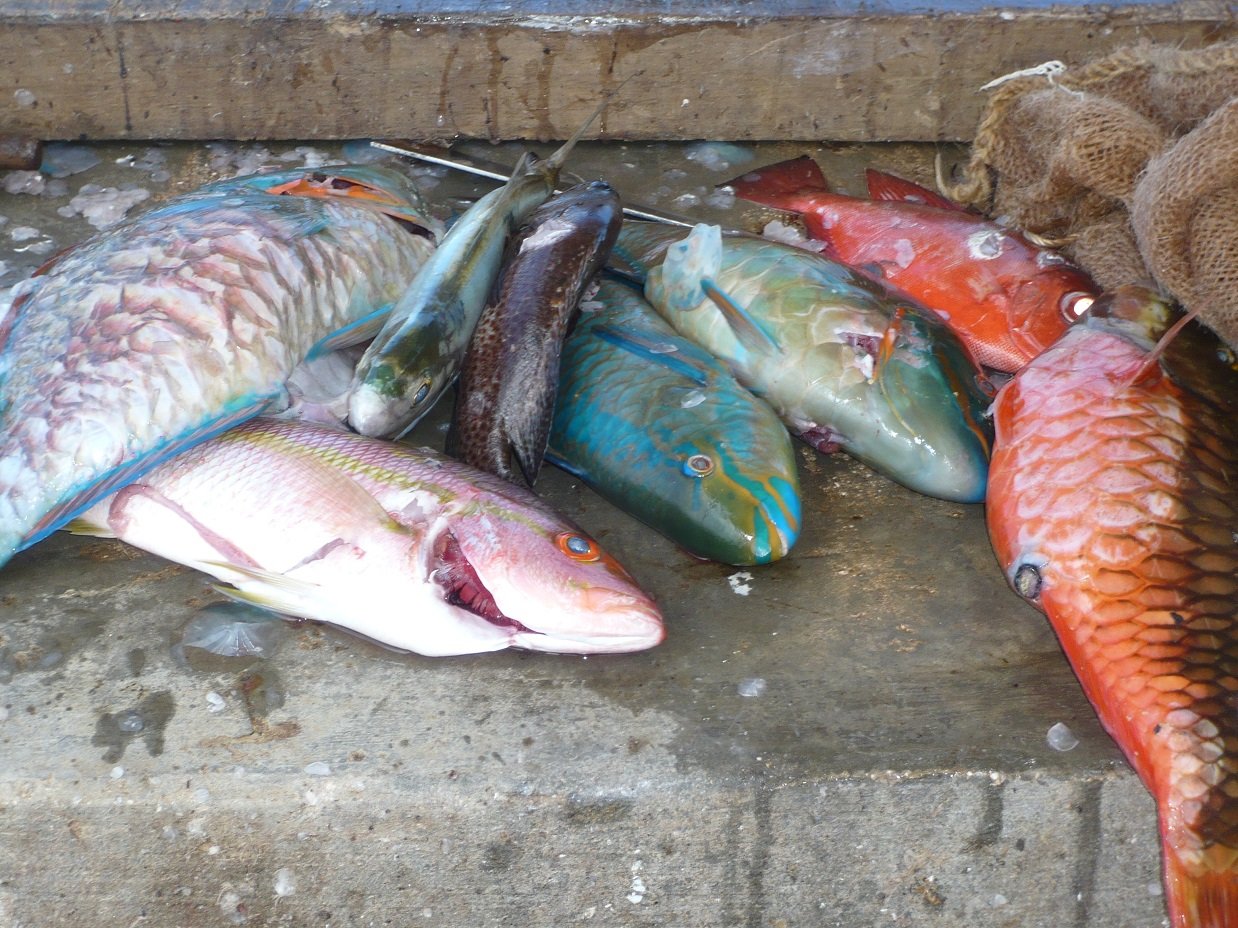 Cư dân mạng đang kêu gọi ngừng ăn những con cá xanh đẹp long lanh này để bảo vệ rạn san hô dưới biển, rốt cuộc loài vật này có vũ khí gì mà lợi hại đến vậy? - Ảnh 4. Cư dân mạng đang kêu gọi ngừng ăn những con cá xanh đẹp long lanh này để bảo vệ rạn san hô dưới biển, rốt cuộc loài vật này có vũ khí gì mà lợi hại đến vậy? - Ảnh 4.