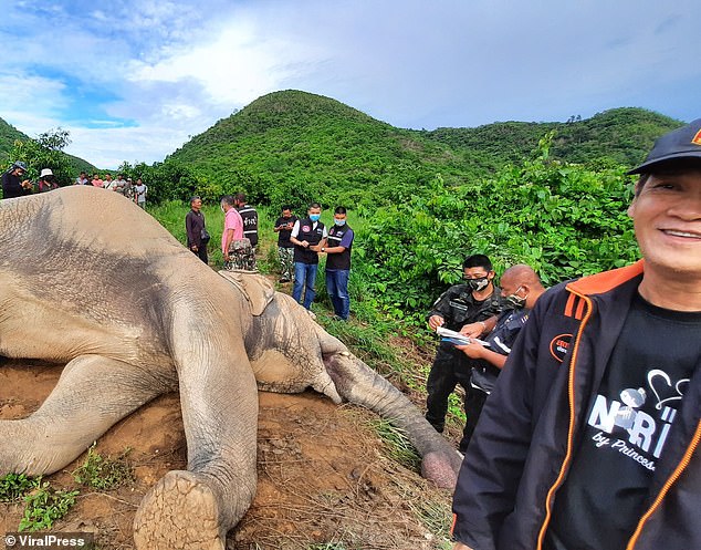 Mò vào vườn xoài kiếm thức ăn, voi bị điện giật chết, chủ vườn có nguy cơ bị truy tố hình sự - Ảnh 1.