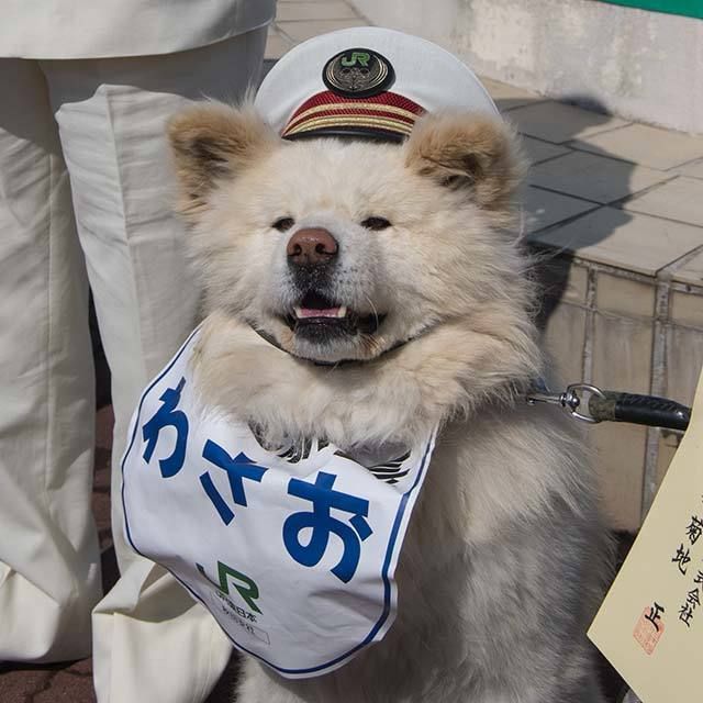 Wasao - chú chó lông dài nổi tiếng, từng là đại sứ du lịch Nhật Bản, trưởng ga tàu đã qua đời ở tuổi 13 - Ảnh 4.