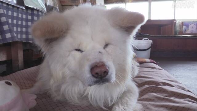 Wasao - chú chó lông dài nổi tiếng, từng là đại sứ du lịch Nhật Bản, trưởng ga tàu đã qua đời ở tuổi 13 - Ảnh 7.