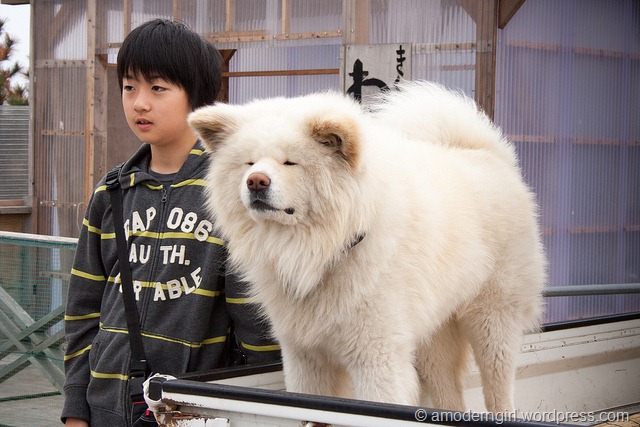 Wasao - chú chó lông dài nổi tiếng, từng là đại sứ du lịch Nhật Bản, trưởng ga tàu đã qua đời ở tuổi 13 - Ảnh 3.