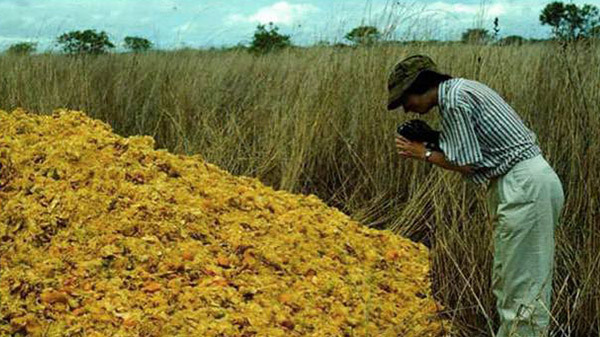 Công ty nước ép đổ 12 nghìn tấn vỏ cam xuống khu đất trống đến nỗi bị kiện, 16 năm sau điều kỳ diệu khiến thế giới kinh ngạc xảy ra - Ảnh 4.