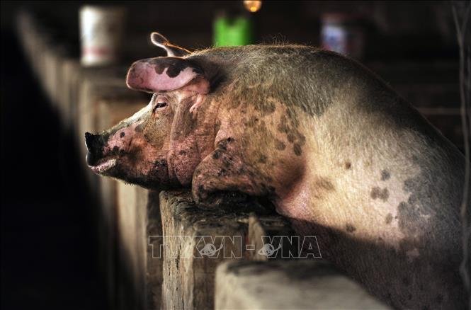 WHO thận trọng với chủng virus cúm lợn mới tại Trung Quốc - Ảnh 1.