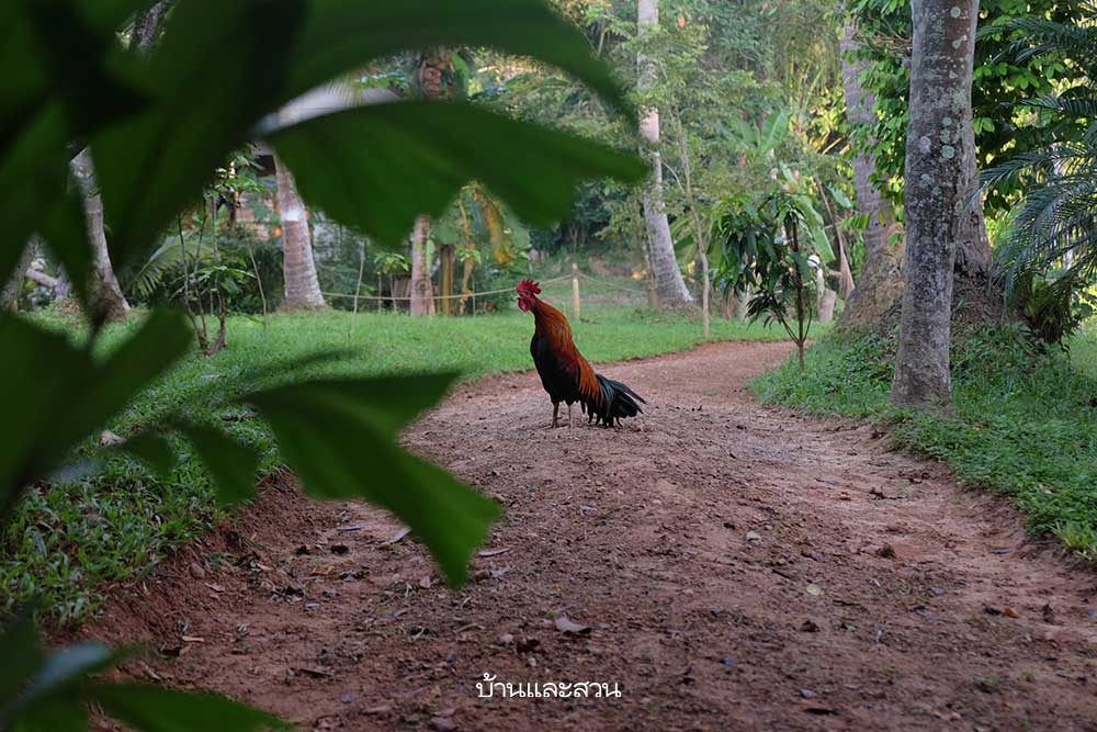 Người phụ nữ về quê trồng rau để chữa lành vết thương tâm lý do chồng gây ra - Ảnh 8.