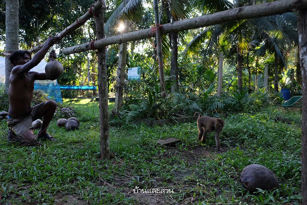 Người phụ nữ về quê trồng rau để chữa lành vết thương tâm lý do chồng gây ra - Ảnh 9.