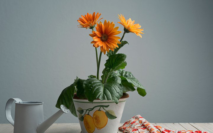 gerbera-daisy-15943720872691937423642-0-0-450-720-crop-15943721737641457405256.jpg