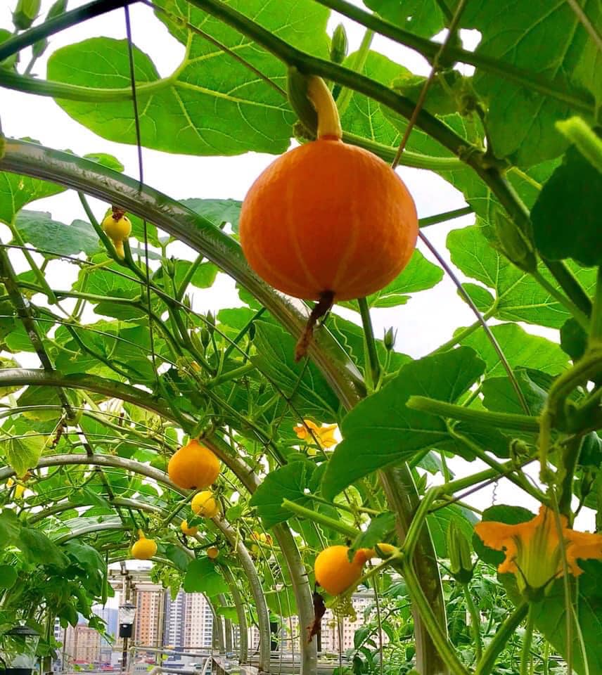 Ngắm khu vườn đủ loại rau quả sum sê rộng hơn 100m2 trên mái nhà chỉ với 100 triệu đầu tư thiết kế của gia đình Hà thành quanh năm không phải mua rau quả bên ngoài  - Ảnh 15.