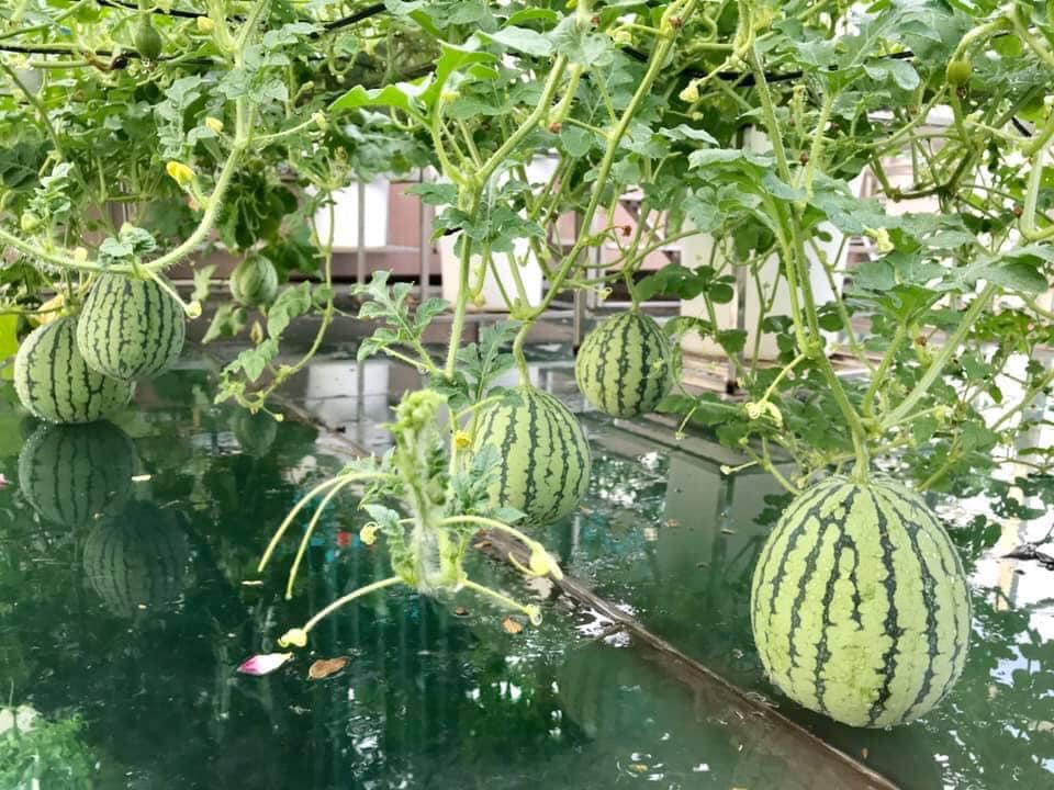 Ngắm khu vườn đủ loại rau quả sum sê rộng hơn 100m2 trên mái nhà chỉ với 100 triệu đầu tư thiết kế của gia đình Hà thành quanh năm không phải mua rau quả bên ngoài  - Ảnh 14.