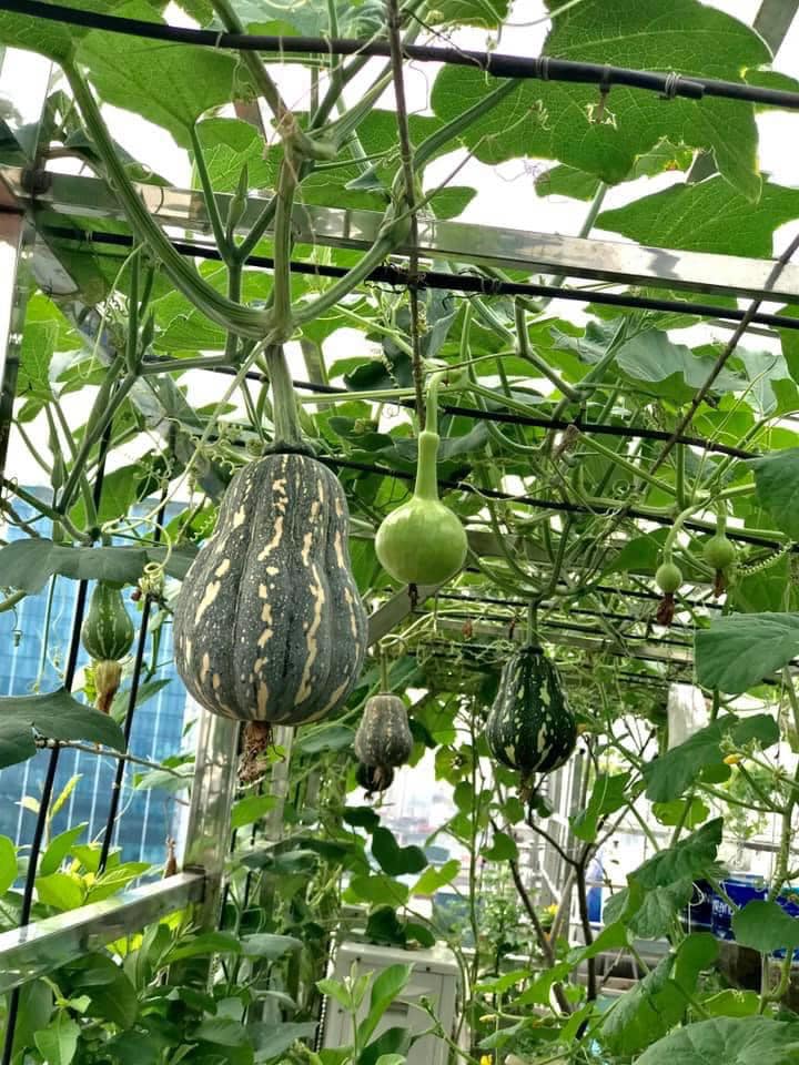 Ngắm khu vườn đủ loại rau quả sum sê rộng hơn 100m2 trên mái nhà chỉ với 100 triệu đầu tư thiết kế của gia đình Hà thành quanh năm không phải mua rau quả bên ngoài  - Ảnh 10.