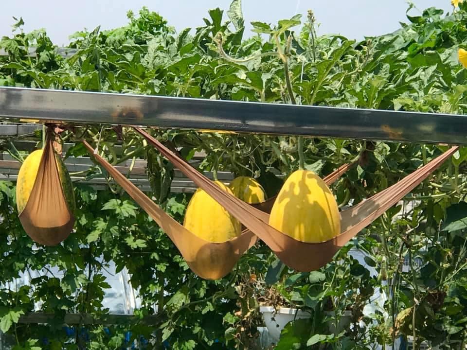 Ngắm khu vườn đủ loại rau quả sum sê rộng hơn 100m2 trên mái nhà chỉ với 100 triệu đầu tư thiết kế của gia đình Hà thành quanh năm không phải mua rau quả bên ngoài  - Ảnh 21.