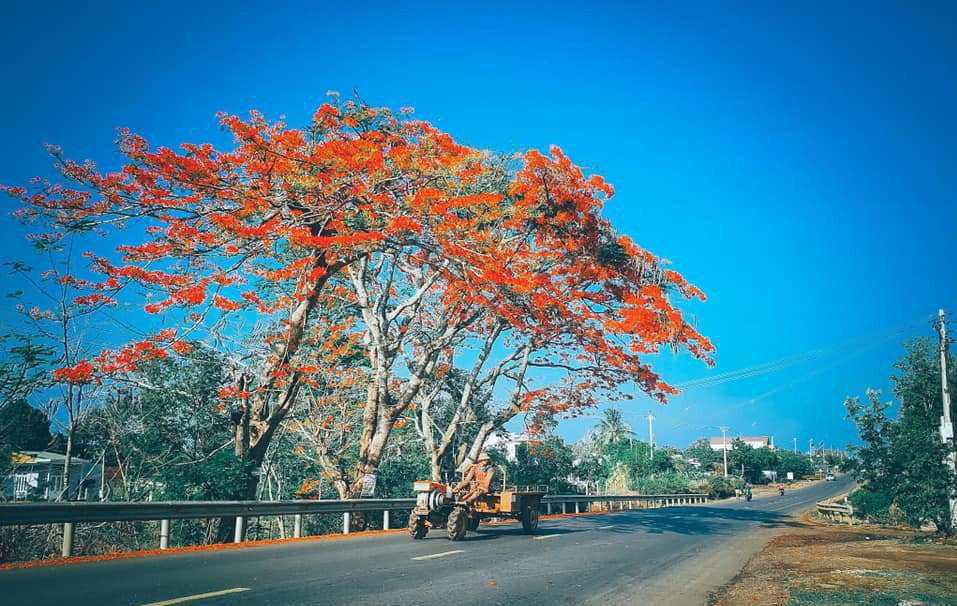 Cây phượng vĩ tuyệt đẹp bên quốc lộ gãy đổ, giao thông ùn tắc - Ảnh 2.