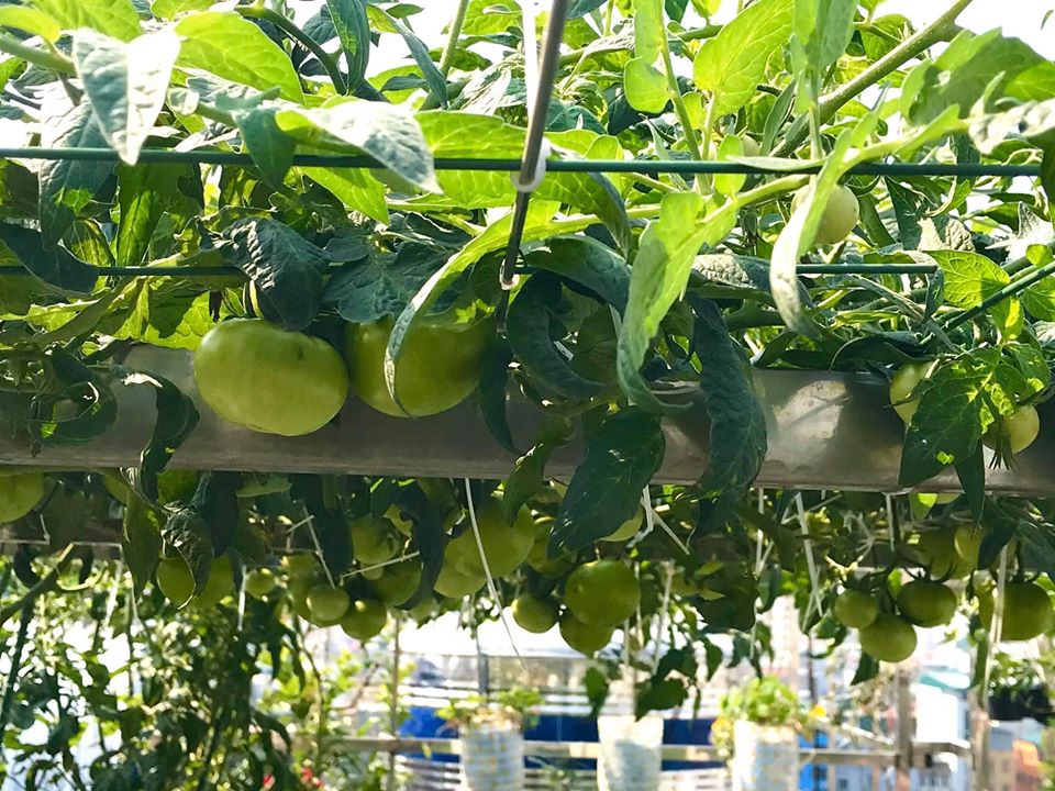 Ngắm khu vườn đủ loại rau quả sum sê rộng hơn 100m2 trên mái nhà chỉ với 100 triệu đầu tư thiết kế của gia đình Hà thành quanh năm không phải mua rau quả bên ngoài  - Ảnh 27.