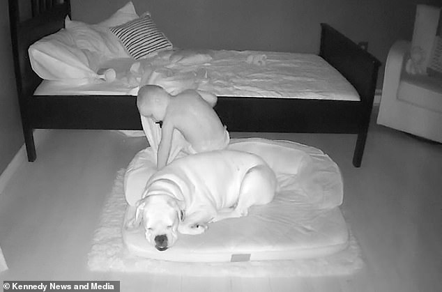 Todas as manhãs, vejo meu filho dormindo no lugar do "melhor amigo". em vez de na cama, a mãe instalou secretamente uma câmera e "caiu de costas" conhecer a verdade - Foto 2.
