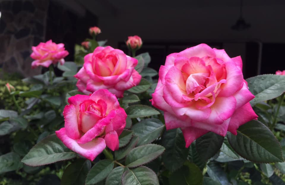 Vườn hồng rực rỡ ngát hương trong ngôi nhà của người phụ nữ trung niên - Ảnh 10.