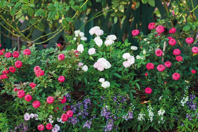 Vườn hồng rực rỡ ngát hương trong ngôi nhà của người phụ nữ trung niên - Ảnh 2.