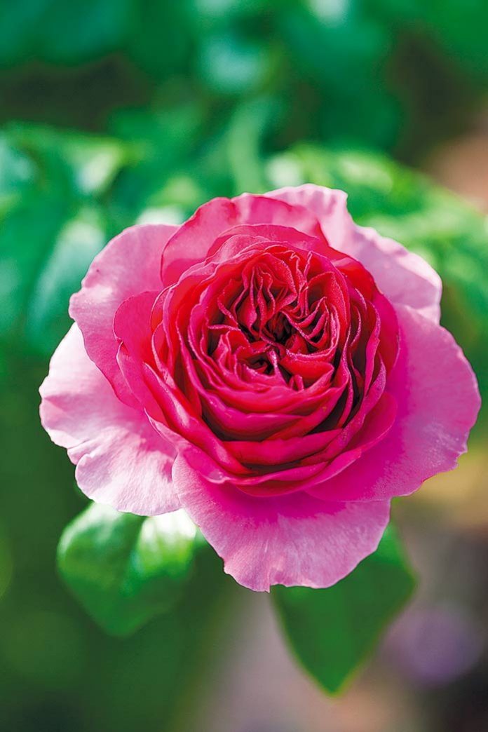 Vườn hồng rực rỡ ngát hương trong ngôi nhà của người phụ nữ trung niên - Ảnh 5.