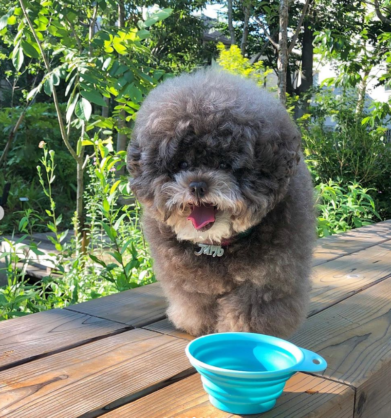 Dân mạng cười rần rần với cô chó Poodle mũm mĩm có dáng ngồi dỗi hờn cả thế giới, ngờ đâu đó lại là đại tiểu thư vạn người mê, tự đóng quảng cáo kiếm tiền cực xịn - Ảnh 15.