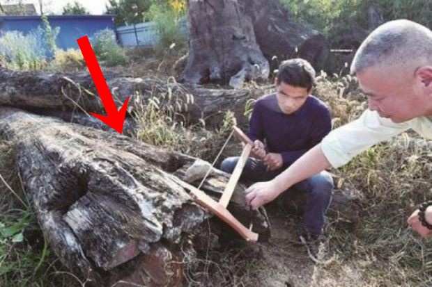 Mang khúc gỗ cũ kỹ xấu xí về vứt chỏng chơ ở góc vườn, 5 năm sau người đàn ông choáng váng phát hiện đó là cả gia tài trị giá 70 tỷ đồng - Ảnh 1.