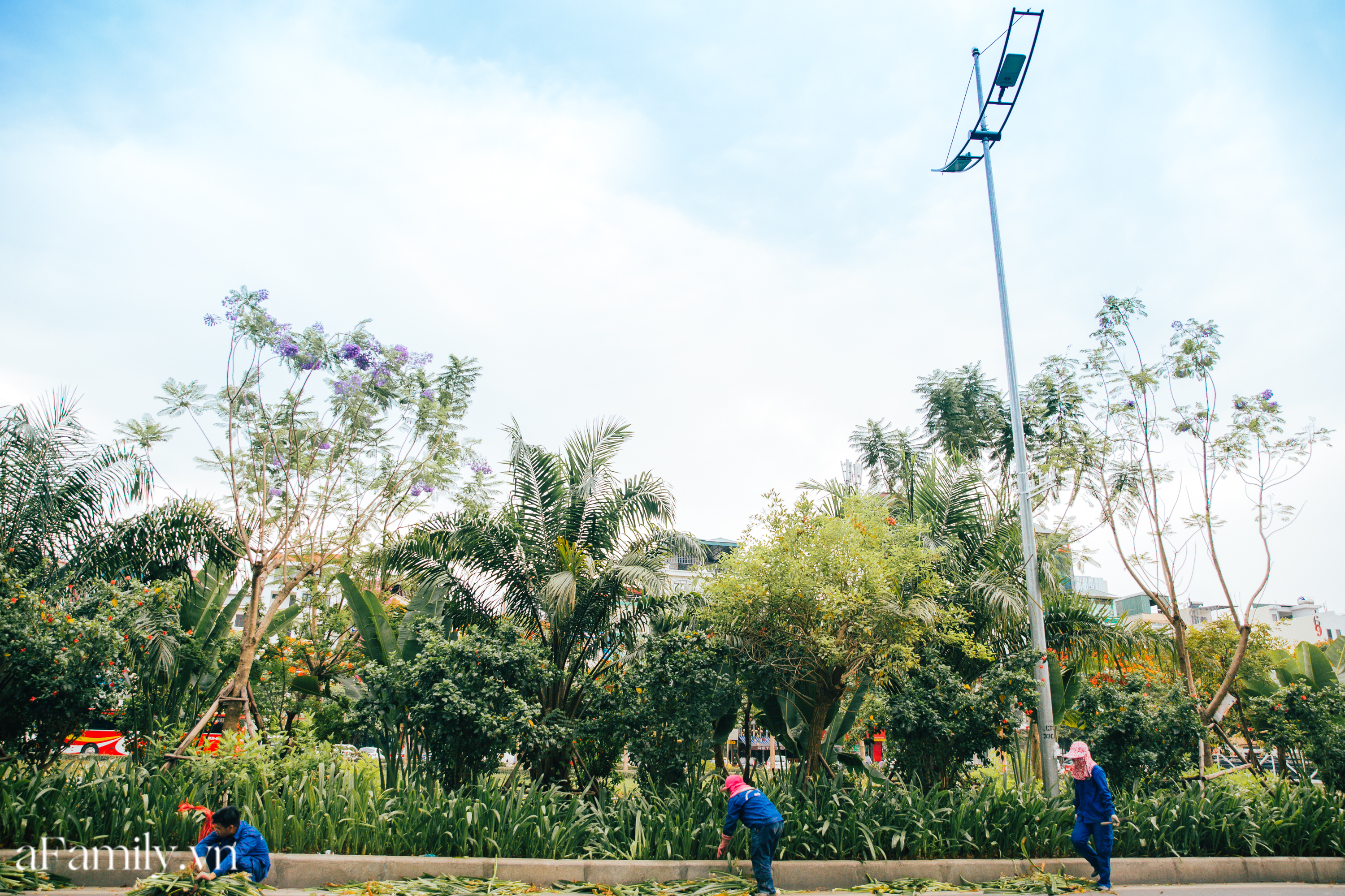 Đầu tháng 7 có một góc Đà Lạt giữa lòng Hà Nội, phượng tím vào mùa như một &quot;nàng dâu mới&quot; e ấp và dịu êm - Ảnh 5.