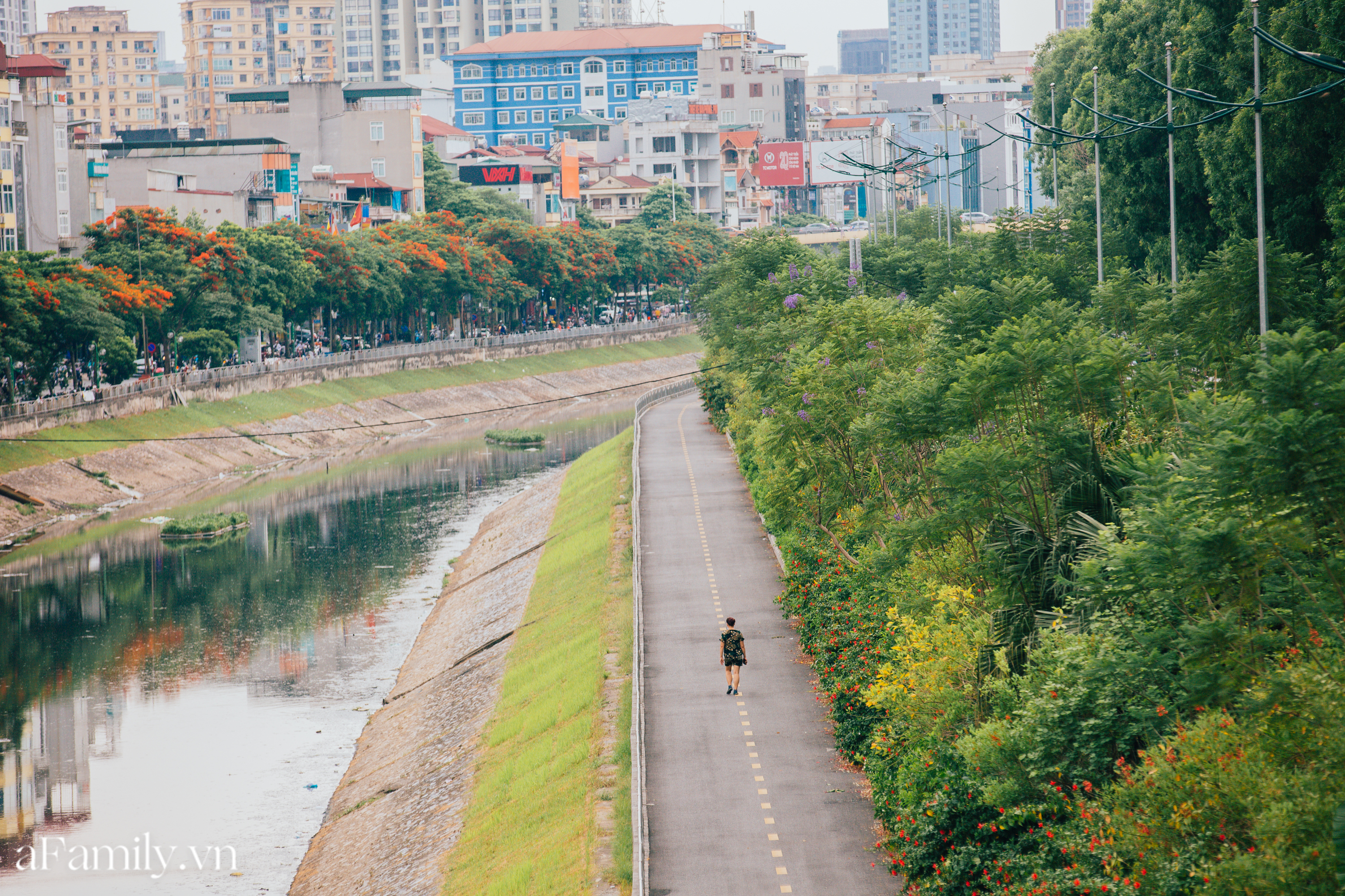 Đầu tháng 7 có một góc Đà Lạt giữa lòng Hà Nội, phượng tím vào mùa như một &quot;nàng dâu mới&quot; e ấp và dịu êm - Ảnh 11.