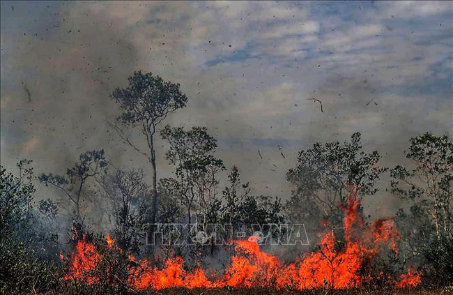Brazil cấm sử dụng lửa cho mục đích nông nghiệp nhằm ngăn chặn cháy rừng - Ảnh 1.