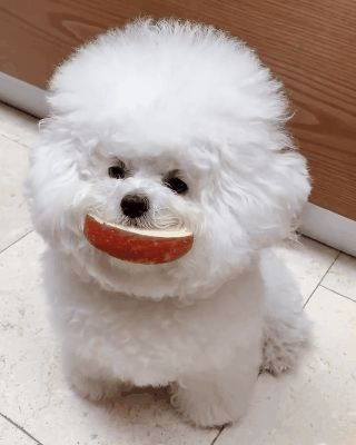 Chú chó Bichon mập ú sở hữu gần 2 triệu fan hâm mộ ở Hàn, &quot;đốn tim&quot; bằng gương mặt ngây thơ và bộ lông trắng tinh tròn xoe như đụn tuyết - Ảnh 12.