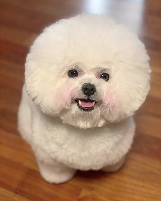 Chú chó Bichon mập ú sở hữu gần 2 triệu fan hâm mộ ở Hàn, &quot;đốn tim&quot; bằng gương mặt ngây thơ và bộ lông trắng tinh tròn xoe như đụn tuyết - Ảnh 8.