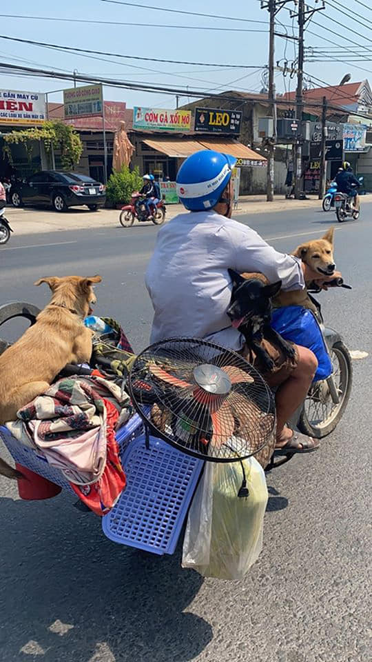 Chỉ có tại Việt Nam, các chú chó mới có kiểu vi hành ngạo nghễ &quot;chất như nước cất&quot; thế này! - Ảnh 8.