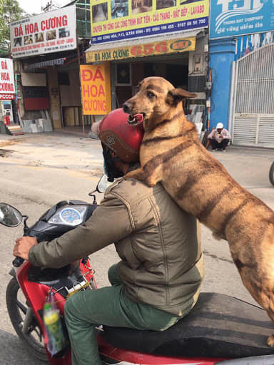 Chỉ có tại Việt Nam, các chú chó mới có kiểu vi hành ngạo nghễ &quot;chất như nước cất&quot; thế này! - Ảnh 12.