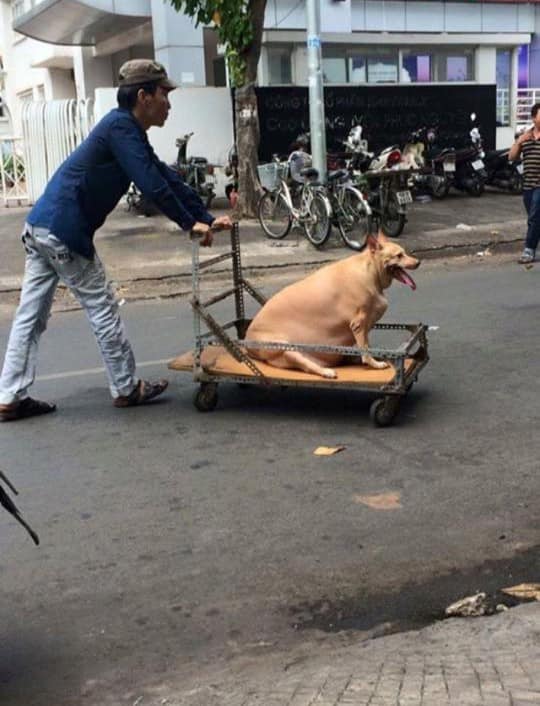 Chỉ có tại Việt Nam, các chú chó mới có kiểu vi hành ngạo nghễ &quot;chất như nước cất&quot; thế này! - Ảnh 10.