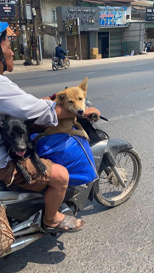 Chỉ có tại Việt Nam, các chú chó mới có kiểu vi hành ngạo nghễ &quot;chất như nước cất&quot; thế này! - Ảnh 5.
