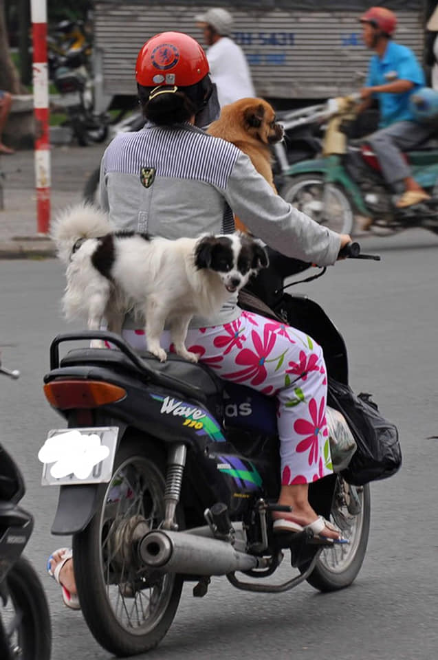 Chỉ có tại Việt Nam, các chú chó mới có kiểu vi hành ngạo nghễ &quot;chất như nước cất&quot; thế này! - Ảnh 11.