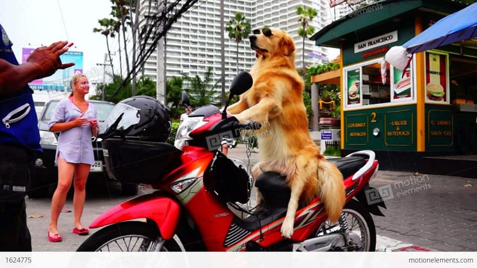 Hãy chiêm ngưỡng hình ảnh đáng yêu của một chú chó vi hành ngạo nghễ, khiến ai nhìn thấy cũng phải cười toe toét vì sự đáng yêu của nó.