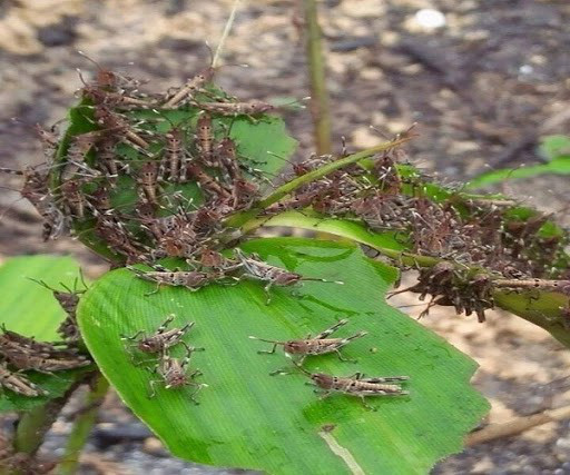 Phát hiện đàn châu chấu từ Trung Quốc đổ bộ vào Điện Biên - Ảnh 1.