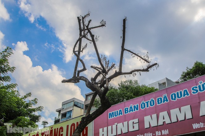 Nhiều cây sưa tiền tỷ trên đường phố Hà Nội dần chết khô trong bọc sắt - Ảnh 5.