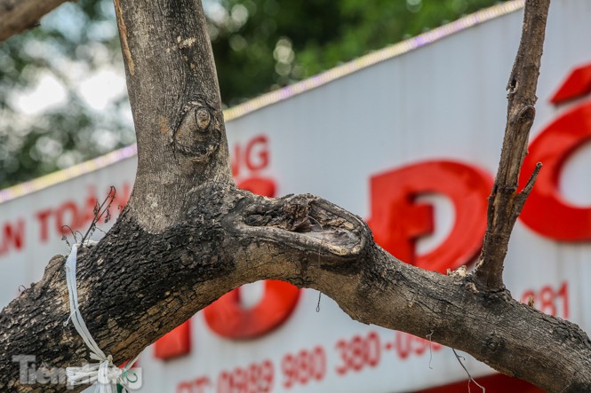 Nhiều cây sưa tiền tỷ trên đường phố Hà Nội dần chết khô trong bọc sắt - Ảnh 11.