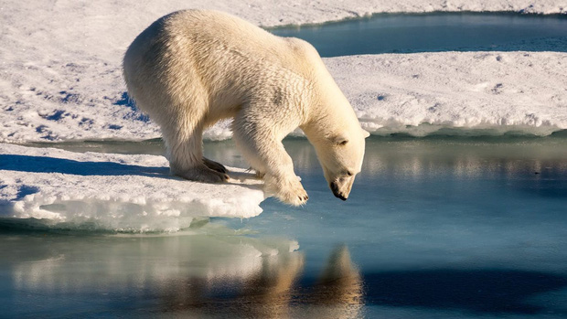 Tin cực xấu: Thời điểm gấu trắng Bắc Cực có thể tuyệt chủng hoàn toàn đã được xác định, và nó gần hơn chúng ta tưởng rất nhiều - Ảnh 1.