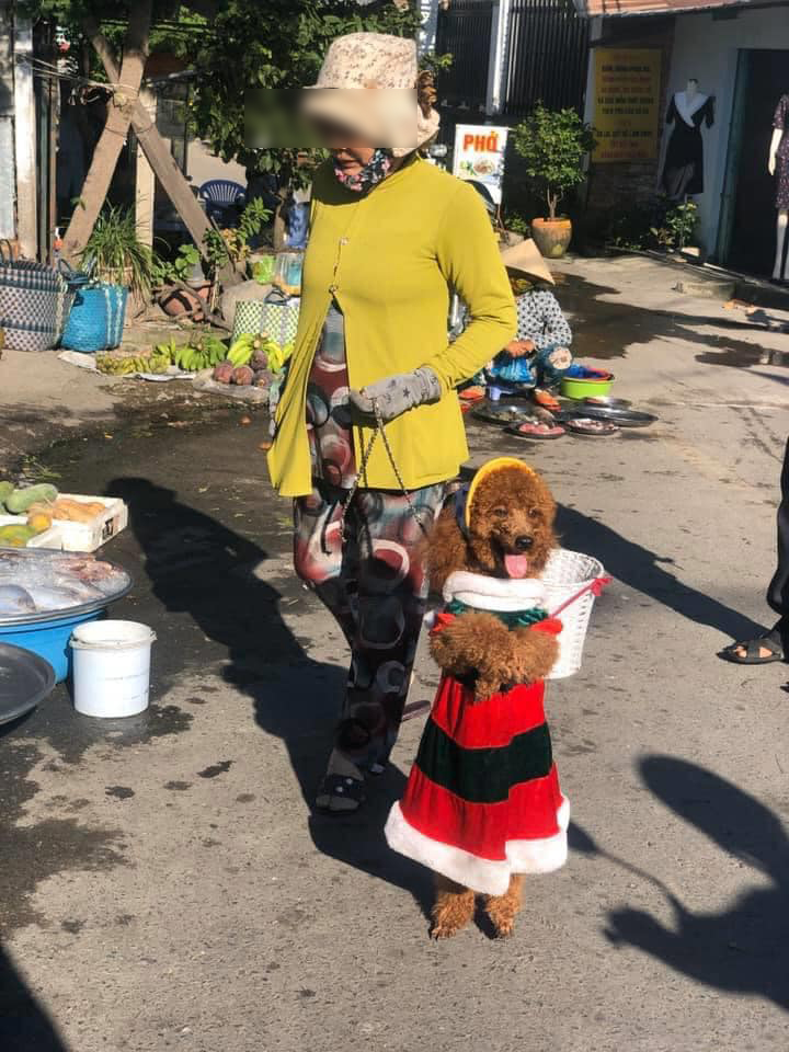 Nền Con Chó Mặc áo Len Màu Hồng Ngồi Dậy Hình Chụp Và Hình ảnh Để Tải Về  Miễn Phí - Pngtree