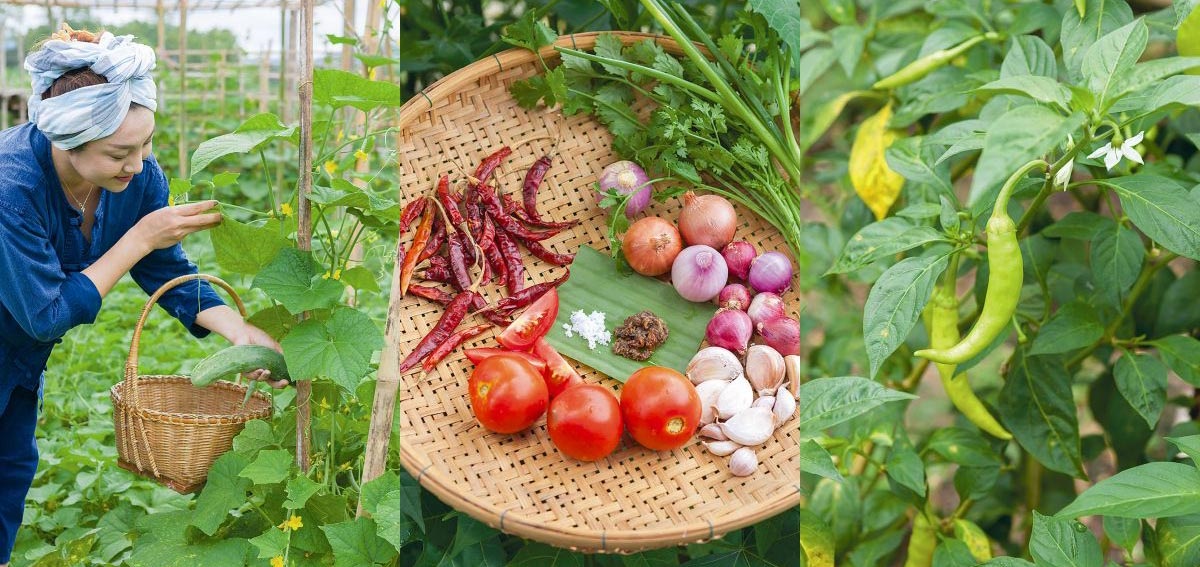 Khu vườn ngoại ô của người phụ nữ xinh đẹp rời phố vì thích trồng các loại cây gia vị - Ảnh 3. Khu vườn ngoại ô của người phụ nữ xinh đẹp rời phố vì thích trồng các loại cây gia vị - Ảnh 3.