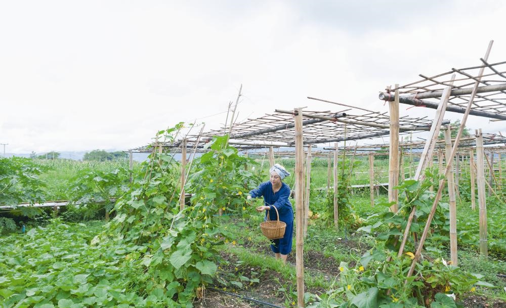 Khu vườn ngoại ô của người phụ nữ xinh đẹp rời phố vì thích trồng các loại cây gia vị - Ảnh 7.